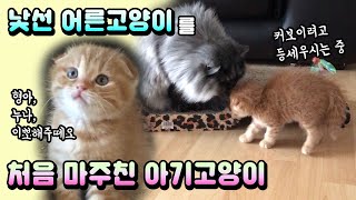 The first day a kitten came home_Part 2 [Benny Family]