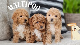 Watch ,Sweet Maltipoo puppies having fun playing together.  Available for adoption.