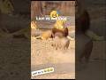 Lion vs warthog