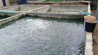Our Catfish FIVE weeks report today @FaabFarms 