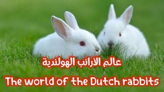 عالم الأرانب الهولندية The world of the Dutch rabbits