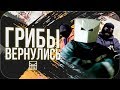 ГРИБЫ ВЕРНУЛИСЬ | GREBZ - Контракты, Каракум, По ремонту