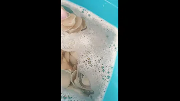 O que fazer para tirar o cheiro ruim das conchas do mar?