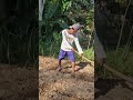 Skills in planting peanut seeds easily-Agriculture farming #shorts