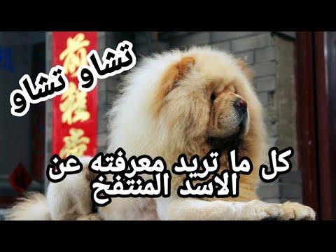 كلاب ال تشاو تشاو مواصفاته اسعاره طريقة الاعتناء به و كل ما تريد ان تعرفه عنه مجد علي  