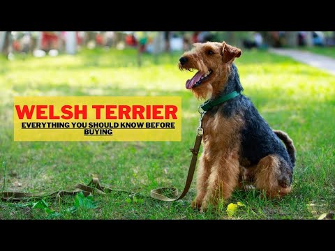 Videó: Kellékek a walesi terrier ápolásához