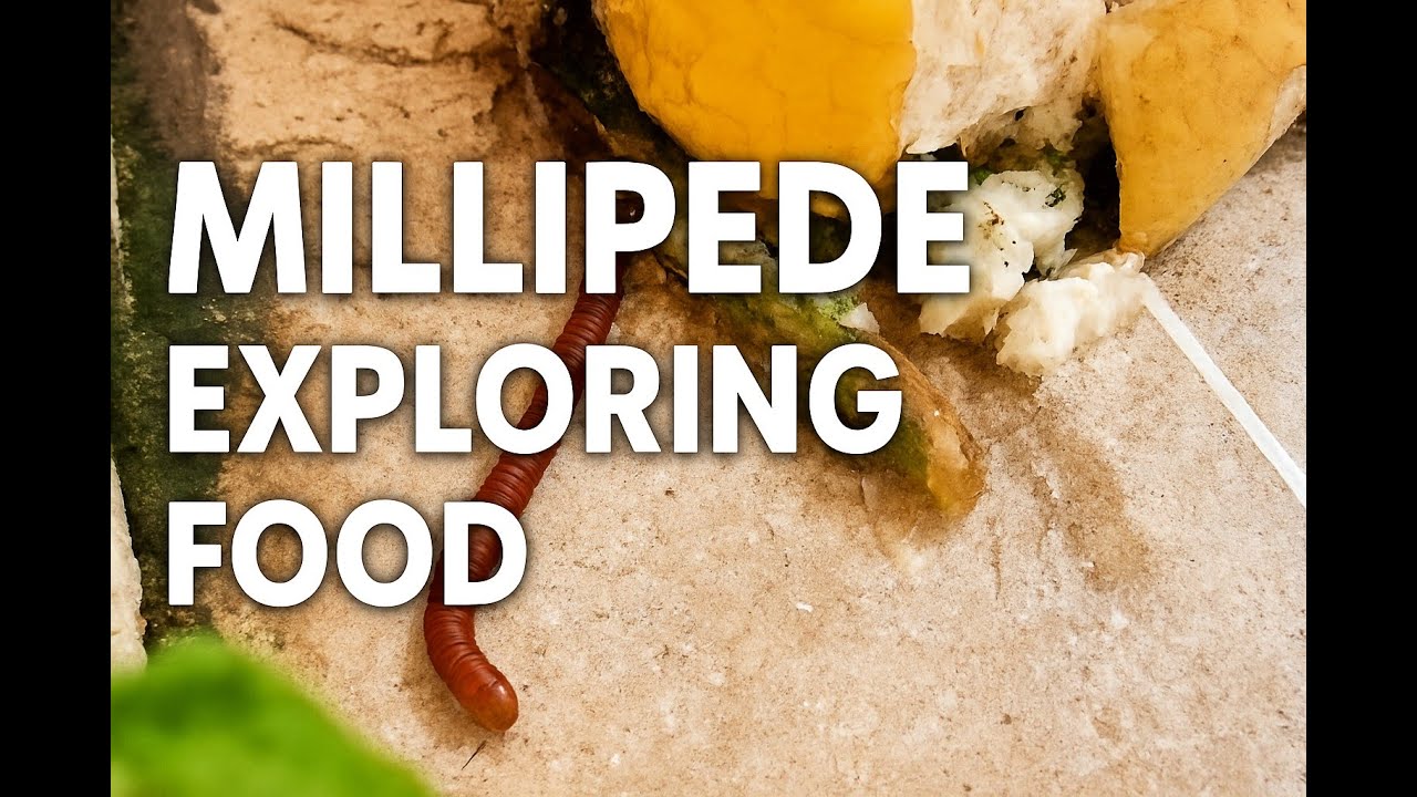 45. Millipede Exploring Food | Amazing Insect Behavior