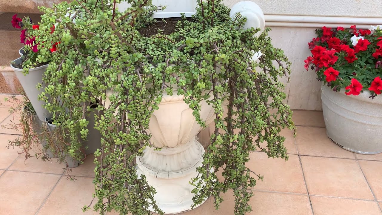 كيف اعتني بنبات دمعة الطفل ؟