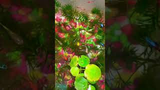 #shorts #fish #aquarium #fishtank #colorfulfish #aquascape #petfish #fishlover