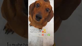 bauna😂 #viral #fyp #instagram #trend #trending #video #shorts #short #yt #ytshorts #funny #dog #dogs