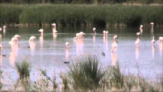 Flamencos En Pedro Muñoz - Flamingoes At Pedro Muñoz - Sat Coloman - Rose Flamingo