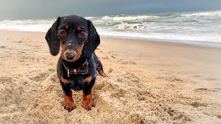 Coco's birthday |Time for the beach.