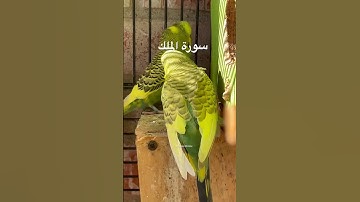 #سورة_الملك #قرآن #عبدالباسط_عبدالصمد #مصر #العراق #اكسبلور #طيور #البادجي #quran #birds #budgies