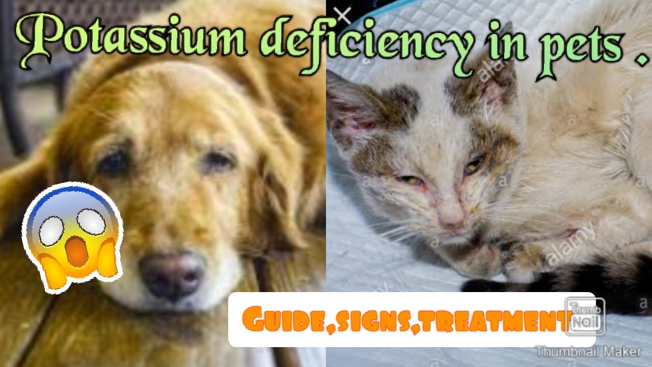 Potassium deficiency in animals