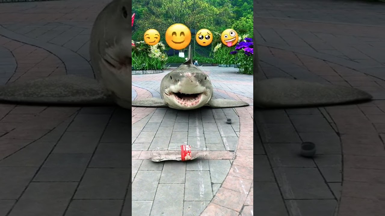 Funny Shark - Creative Inventions Shark Video