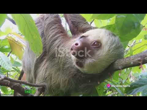 10 unbelievable animal
