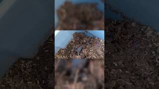 Worm population EXPLOSION! 🪱 See for yourself! #shorts  #gardening #sustainablesolutions #composting