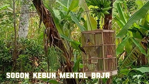 Mikat Sogon Pakai Jontrot Sensasi nya mantap,   sogon liar mental baja pasti datang