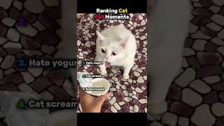 Ranking Cat Fail Moments