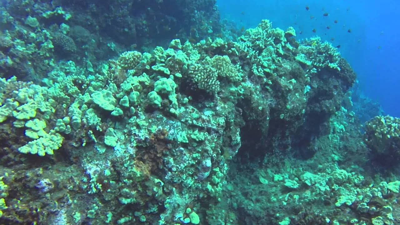 Kona Hawaii SCUBA Dive Au'au Canyon YouTube