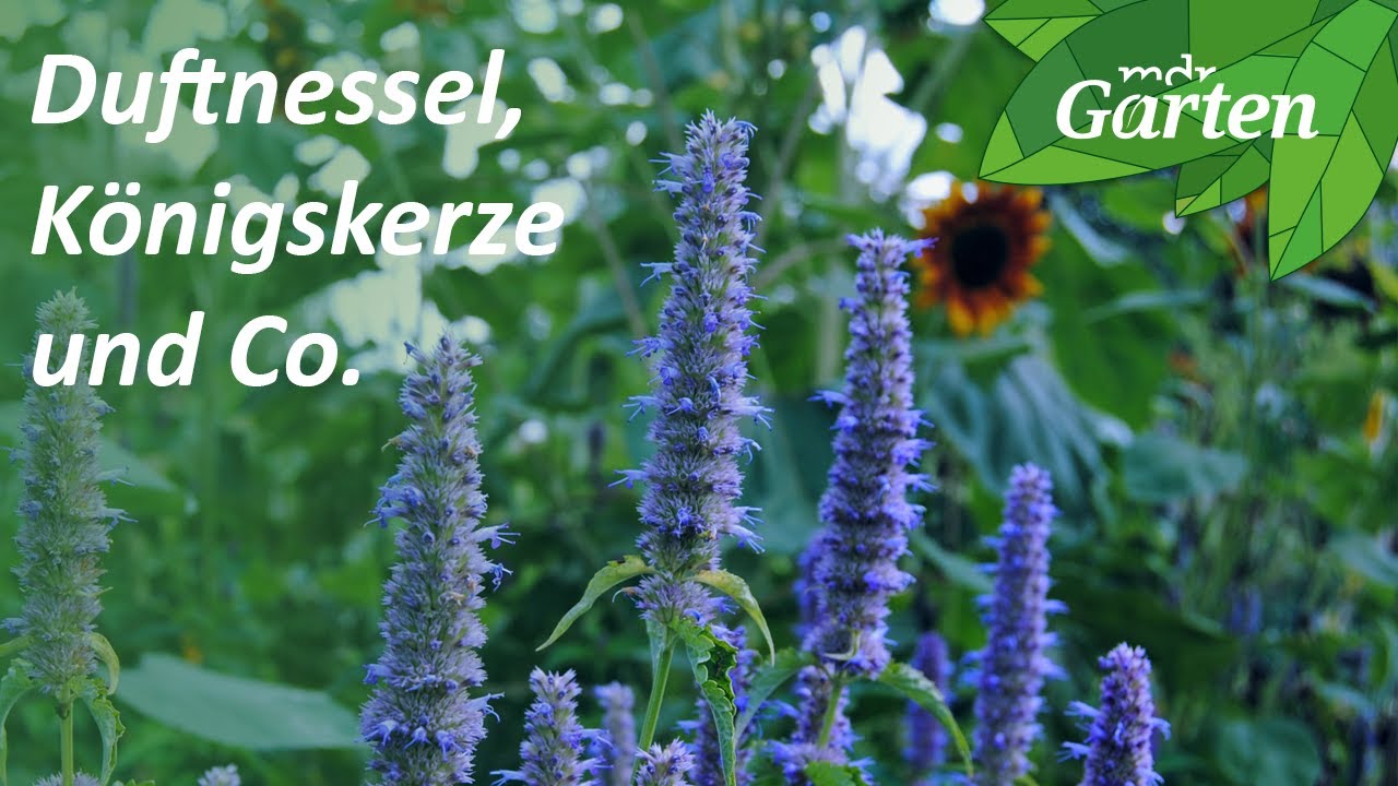 Trockenbeete - die Staudenbeete der Zukunft? | MDR Garten