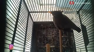 Suara jalak kebo memanggil teman