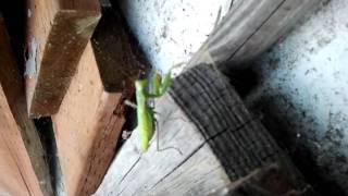 Pray mantis vs Fish 0_o