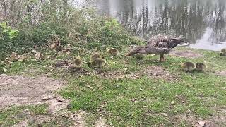 Yaban Kazları Ve Yavruları 15.04.2022