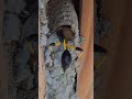 Wasp building her mud nest. #wasp #blyde #krugerpark #extinctionisforever #extinctionbychoice