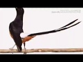 Isian Burung Murai Batu Suara Tembakan Kenari Dan Cucak Jenggot Kombinasi Terapi Suara Alam Mp3 - Mp4 Download