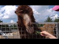 zoo2018 Вінницький зоопарк "Подільський зоопарк"