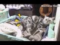 [LIVE] Mother Cat Giving Birth To Four Kittens So Cute | Meo Cover Home