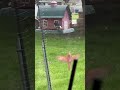 A Splash of Color: Rose-Breasted Grosbeaks Visit the Farmhouse Feeder
