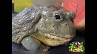 Meet the Animals: Nigel
