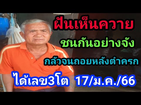 ฝันเห็นควายชนกันอย่างจังกลัวจนถอยหลังตำครกได้เลข3โต