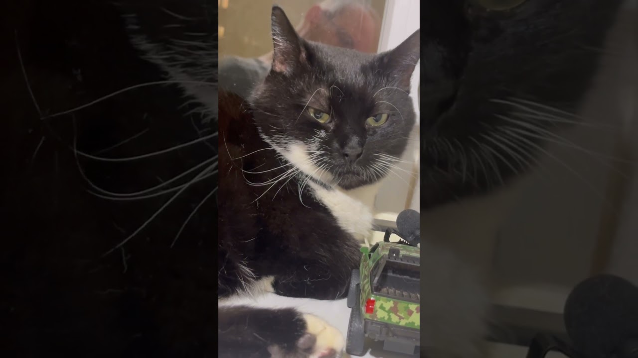 Purring Cat sound for Relaxation and deep sleep. Cat purr. Relaxing video for sleep 