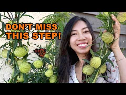 A Simple Fall Habit That Helps Monarch Butterflies Thrive