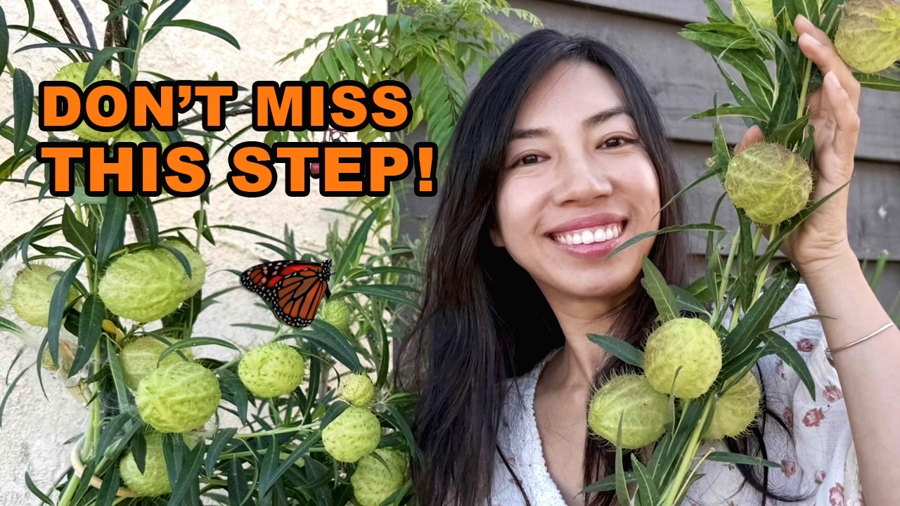 A Simple Fall Habit That Helps Monarch Butterflies Thrive