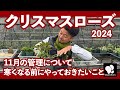 クリスマスローズ 11月の管理　◆横山園芸 公式◆【2024】