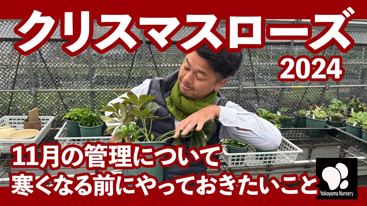 クリスマスローズ 11月の管理 ◇横山園芸 公式◇【2024】 - YouTube