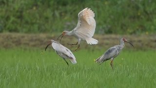 探訪 佐渡島の放鳥トキ 順調に繁殖 識別困難など課題も