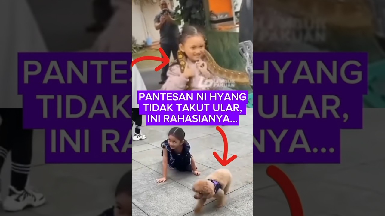 PANTESAN NI HYANG TIDAK TAKUT ULAR, INI RAHASIANYA.. 