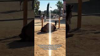 Aziz Minas Manastırı Vavla