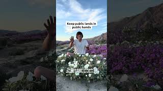 Native Wildflower Superbloom In Desert Of California - The Most Underrated Ecosystem In The World