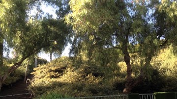 Blade mCP X Weekend Fun - Nose-In & Piro Practice