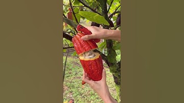 The process of cutting cocoa pods #shorts