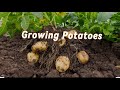 How to Grow potatoes 🥔