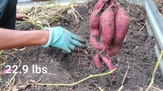 Sweet Potato Harvest Day 3,  9/27/23