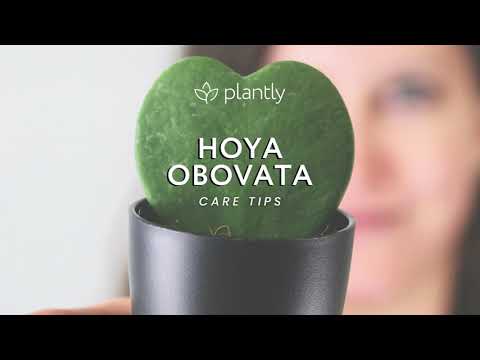 How to care for Hoya Obovata