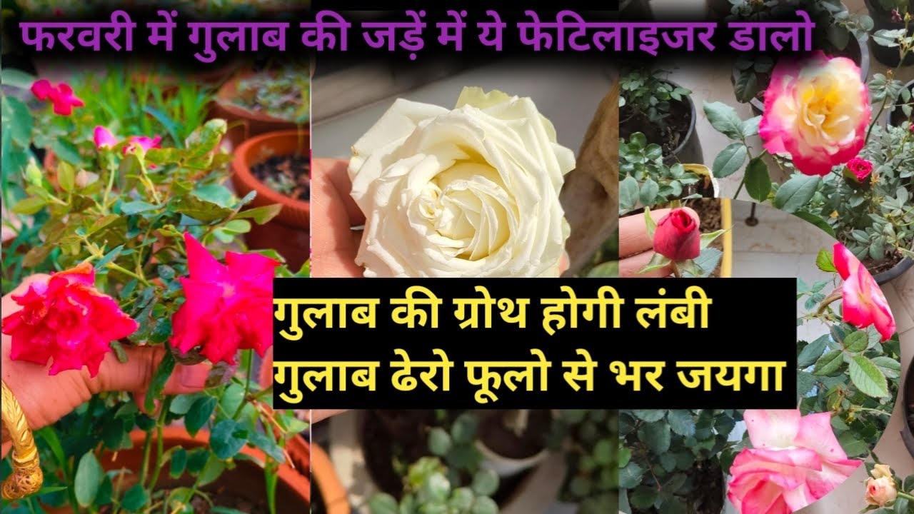 फरवरी में गुलाब की जड़ों को दे ये खाद मोटी-मोटी शाखा, नई बेसल शाखा हजारों कलियों से गुलाब भर जाएगा 